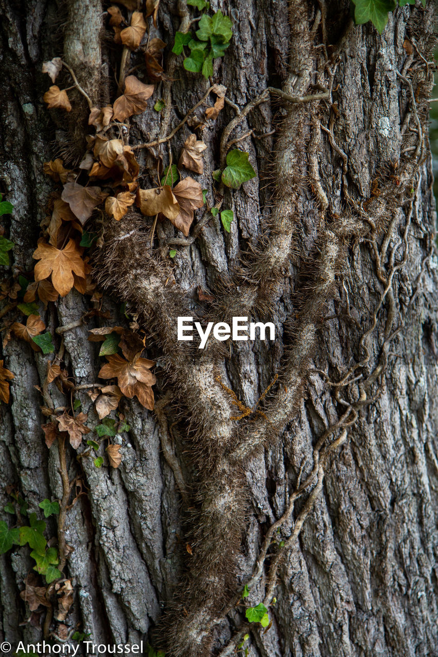 CLOSE-UP OF TREE ROOTS ON LEAVES