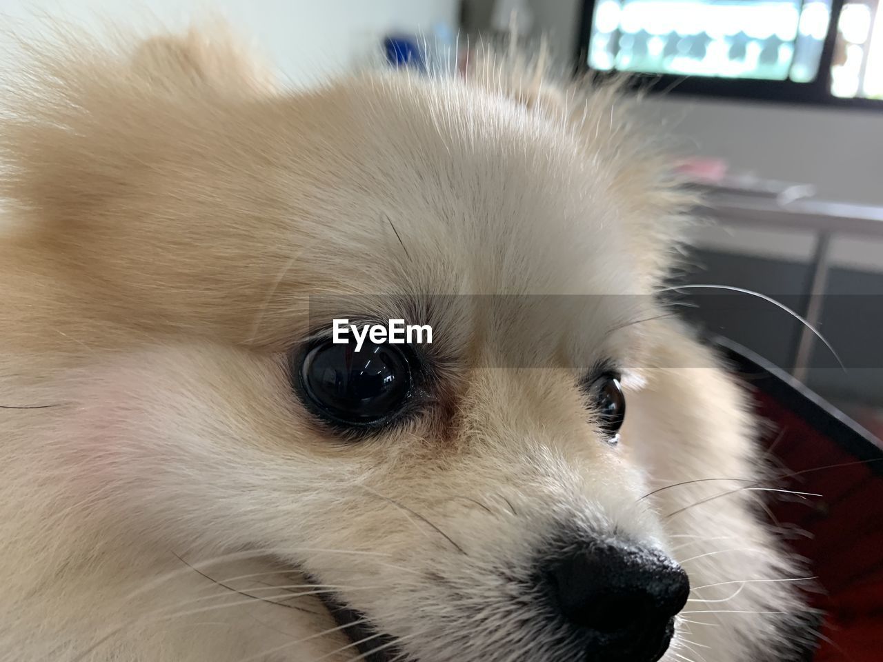 pet, one animal, animal themes, animal, mammal, domestic animals, dog, canine, puppy, pomeranian, animal body part, lap dog, cute, close-up, animal head, young animal, animal hair, german spitz, portrait, indoors, german spitz klein, nose, eye, no people, carnivore, animal eye, chihuahua, german spitz mittel, looking at camera, focus on foreground
