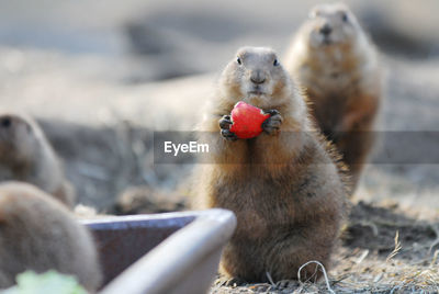Alpine marmot holding red fruit on field ID 45234319
