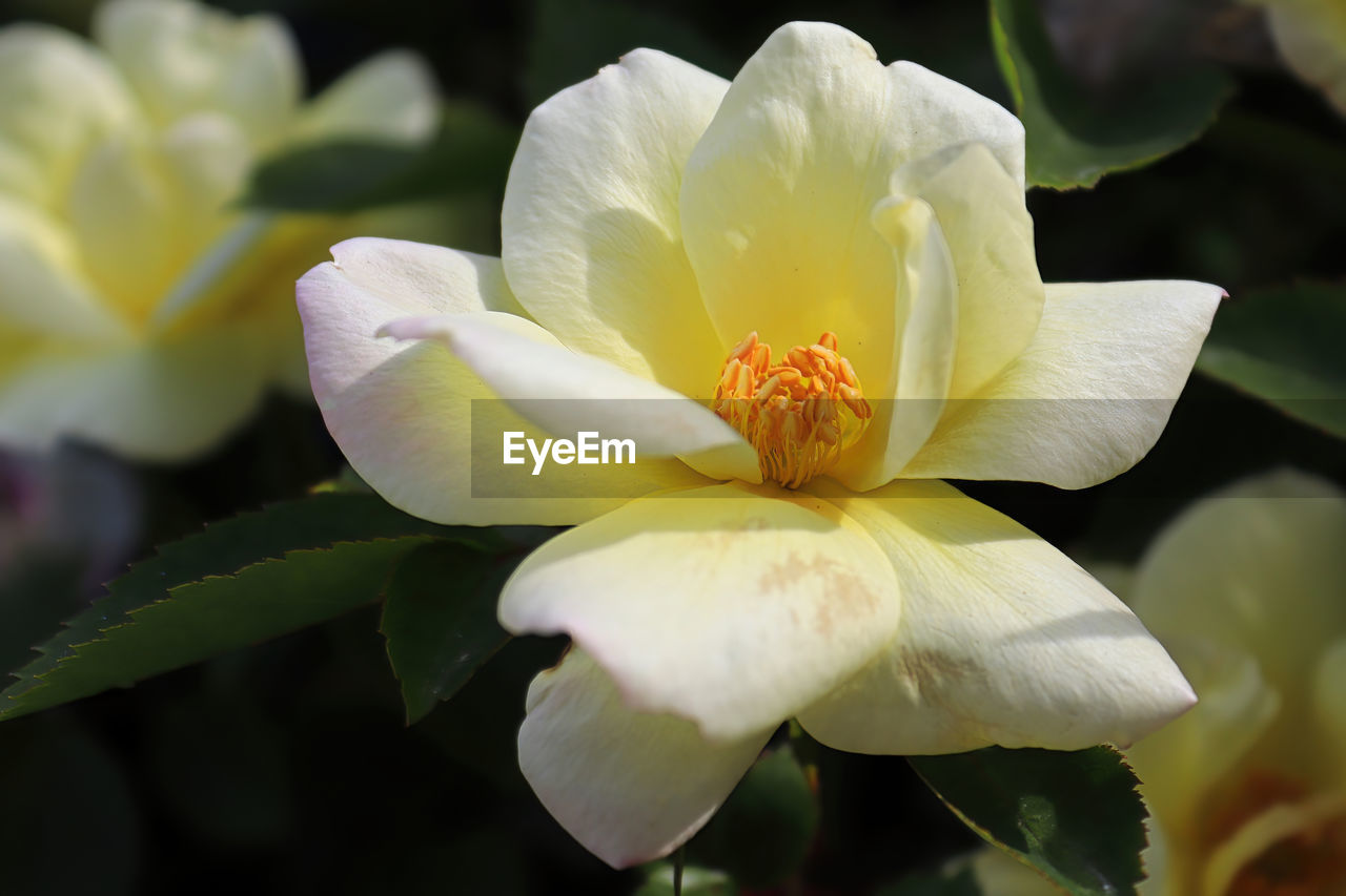 Closeup of yellow roses blooming in the summer