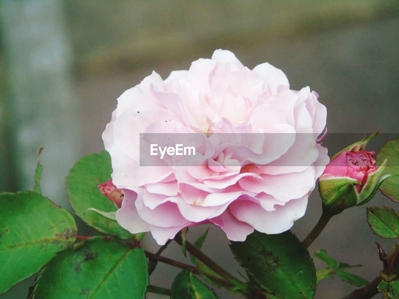 CLOSE-UP OF PINK ROSES