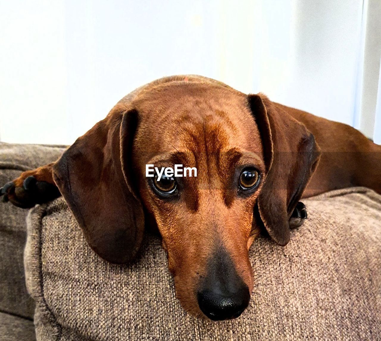 A closeup of a beautiful brown purebred dachshund.