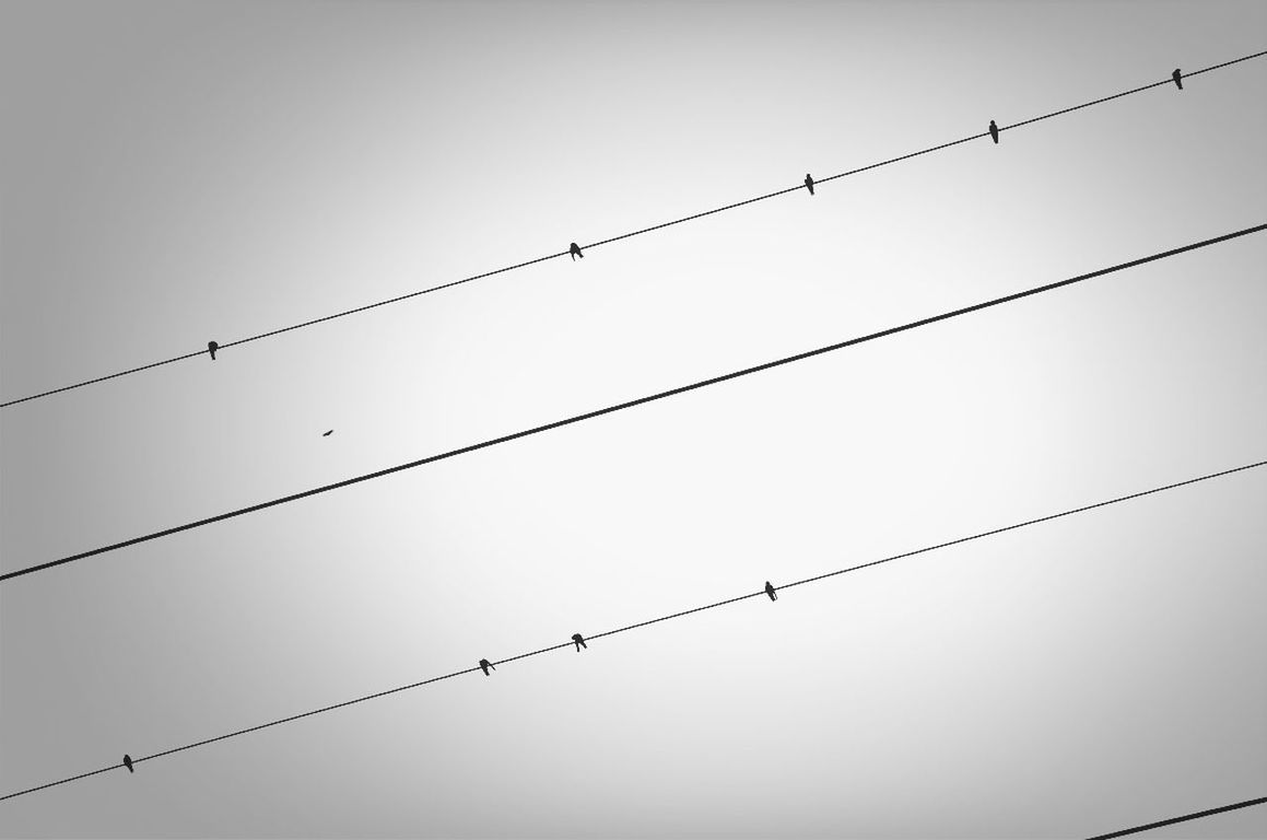 LOW ANGLE VIEW OF BIRDS PERCHING ON POWER LINES