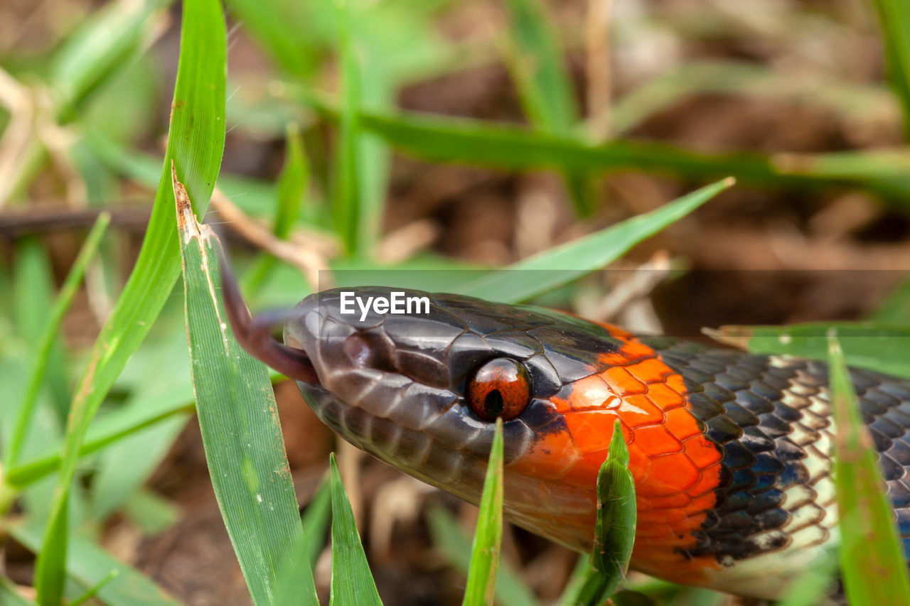 False coral snake oxyrhopus guibei