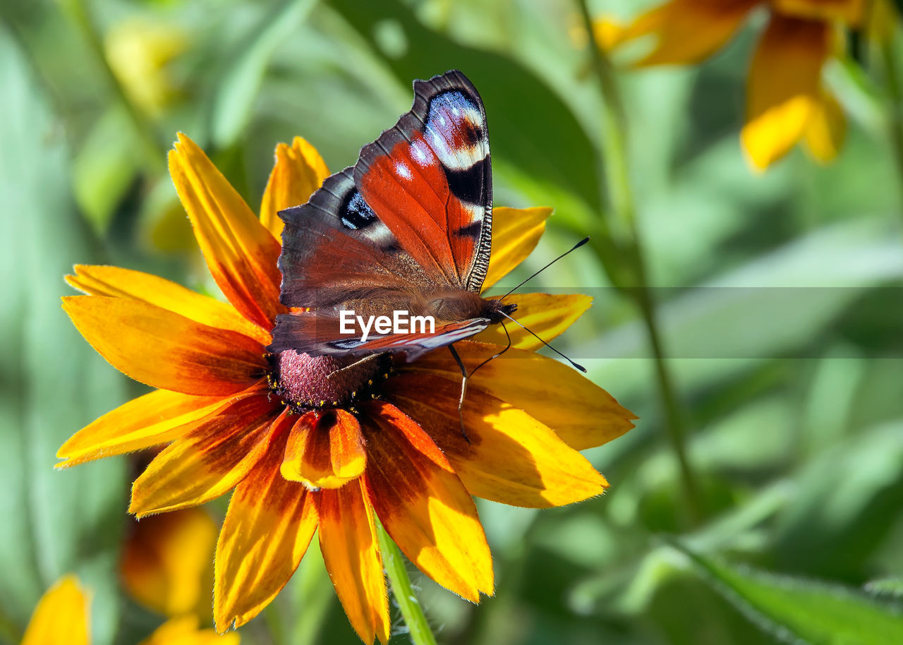 BUTTERFLY POLLINATING ON FLOWER