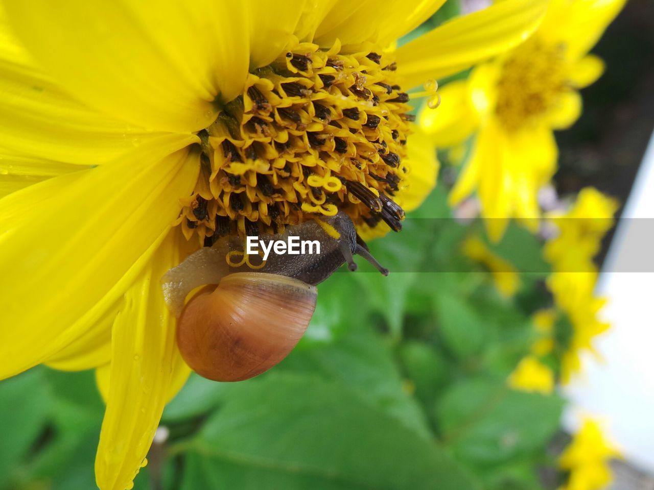 Close-up of snail on sunflower