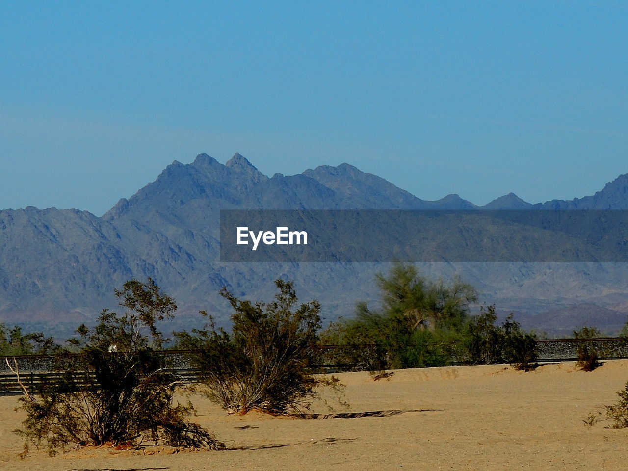 TREES ON DESERT AGAINST CLEAR SKY