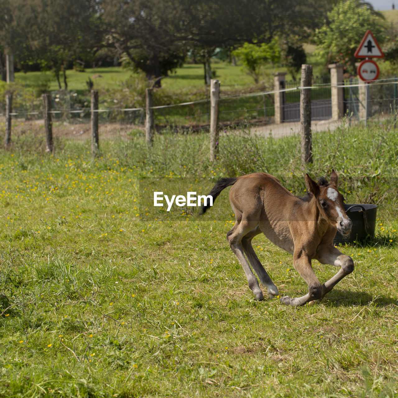 VIEW OF SHEEP RUNNING IN FIELD