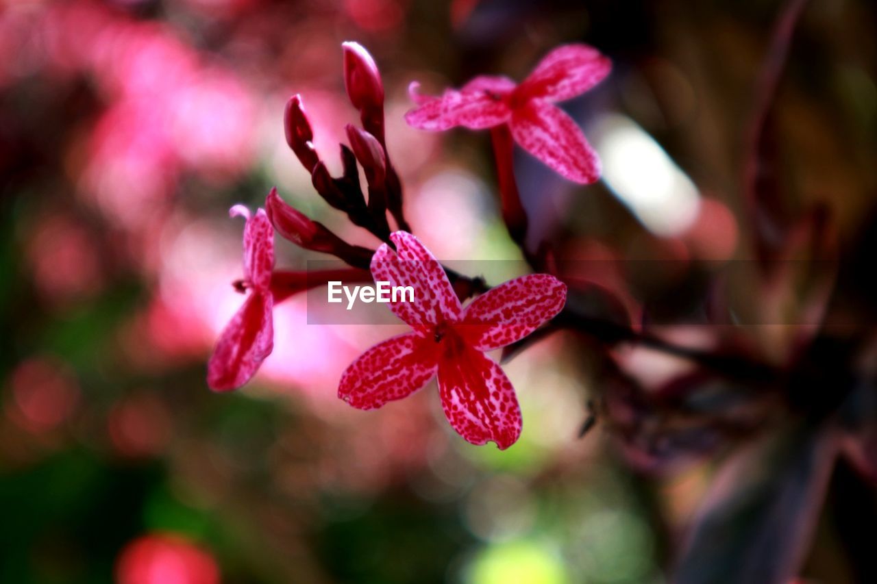 CLOSE-UP OF PINK FLOWER