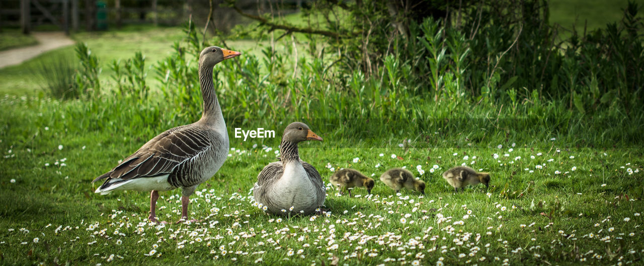 MALLARD DUCKS ON GRASS