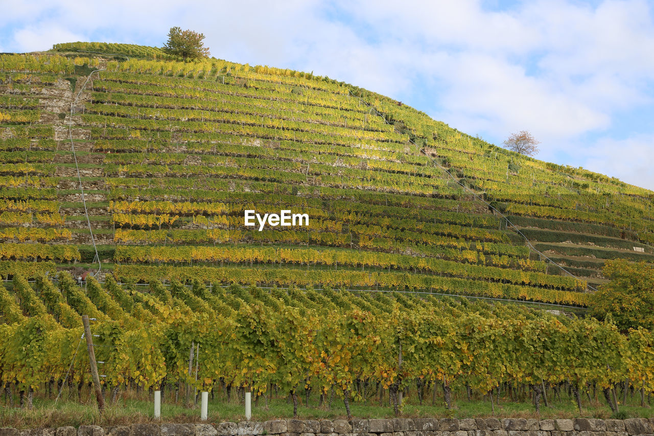 Scenic view of vineyard against sky