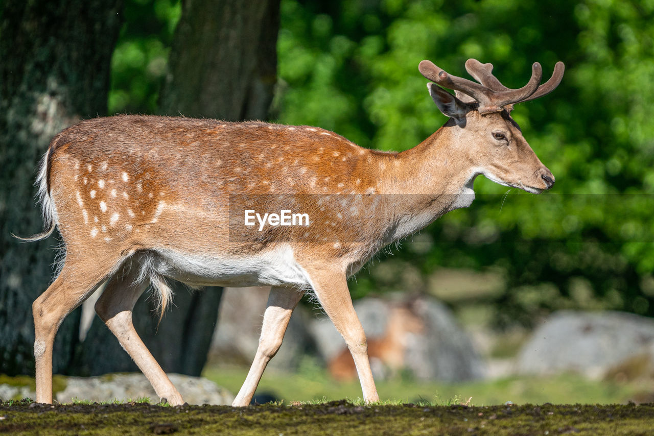 SIDE VIEW OF DEER ON FIELD