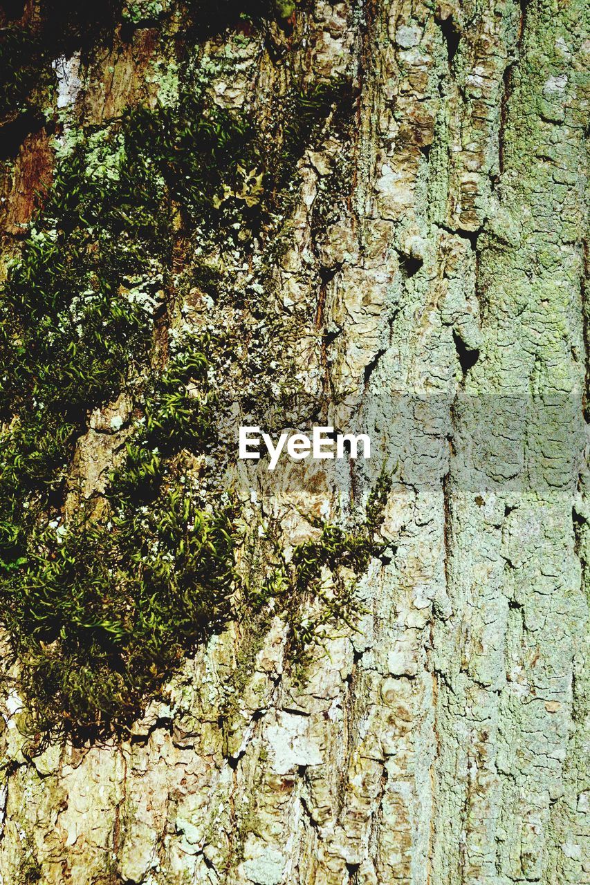 CLOSE-UP OF TREE TRUNK