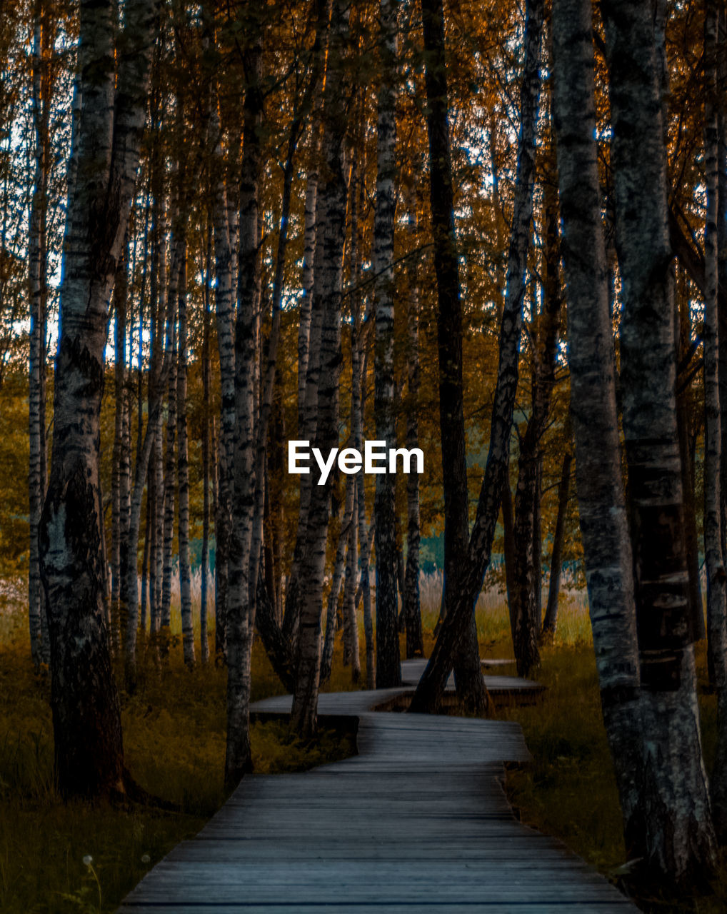 Footpath amidst trees in forest