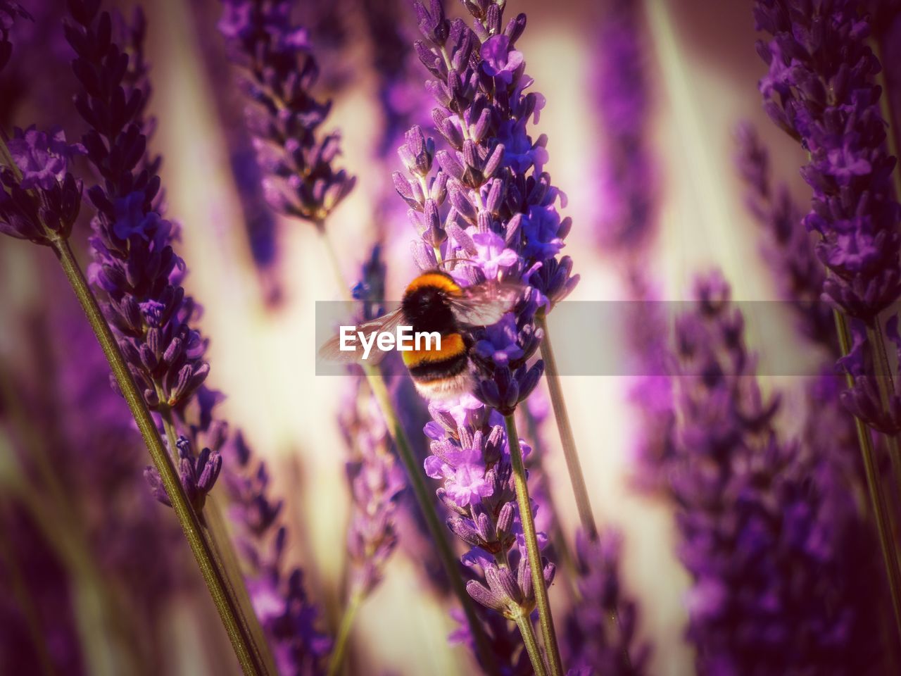 Close-up of bee pollinating on purple flower