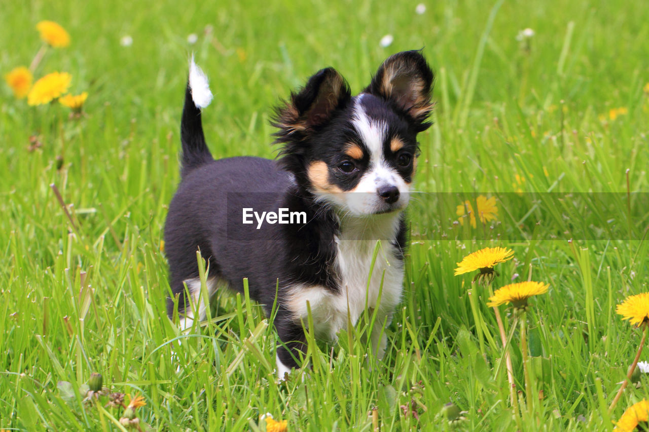 PORTRAIT OF PUPPY ON GRASS