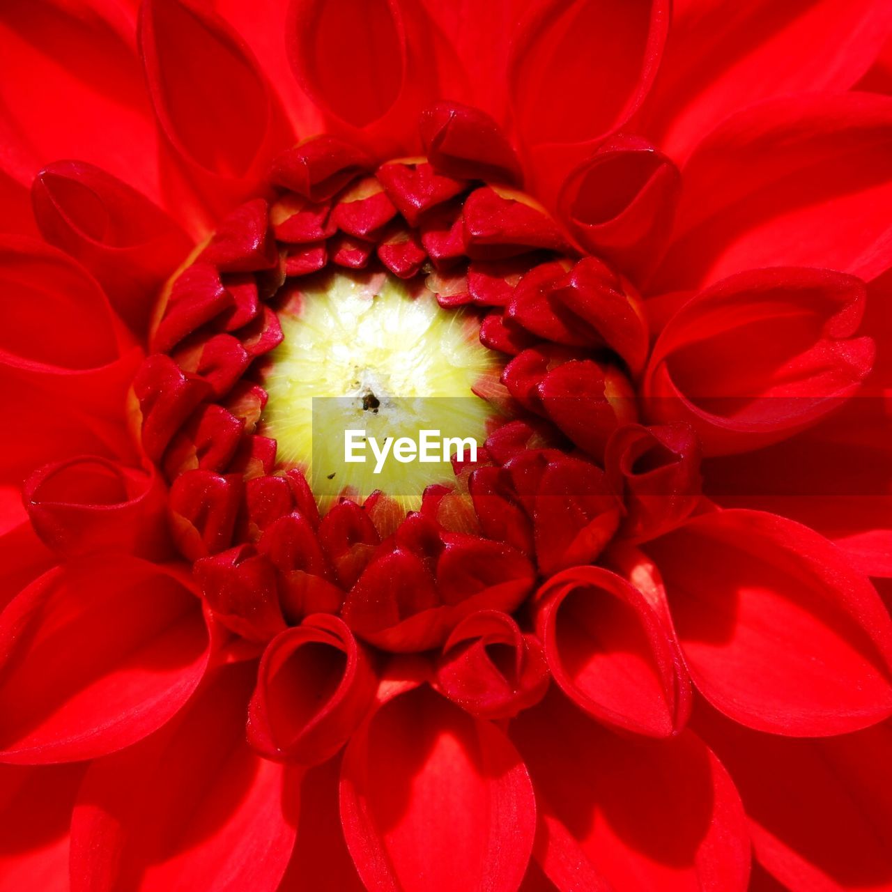 CLOSE-UP OF RED FLOWERS