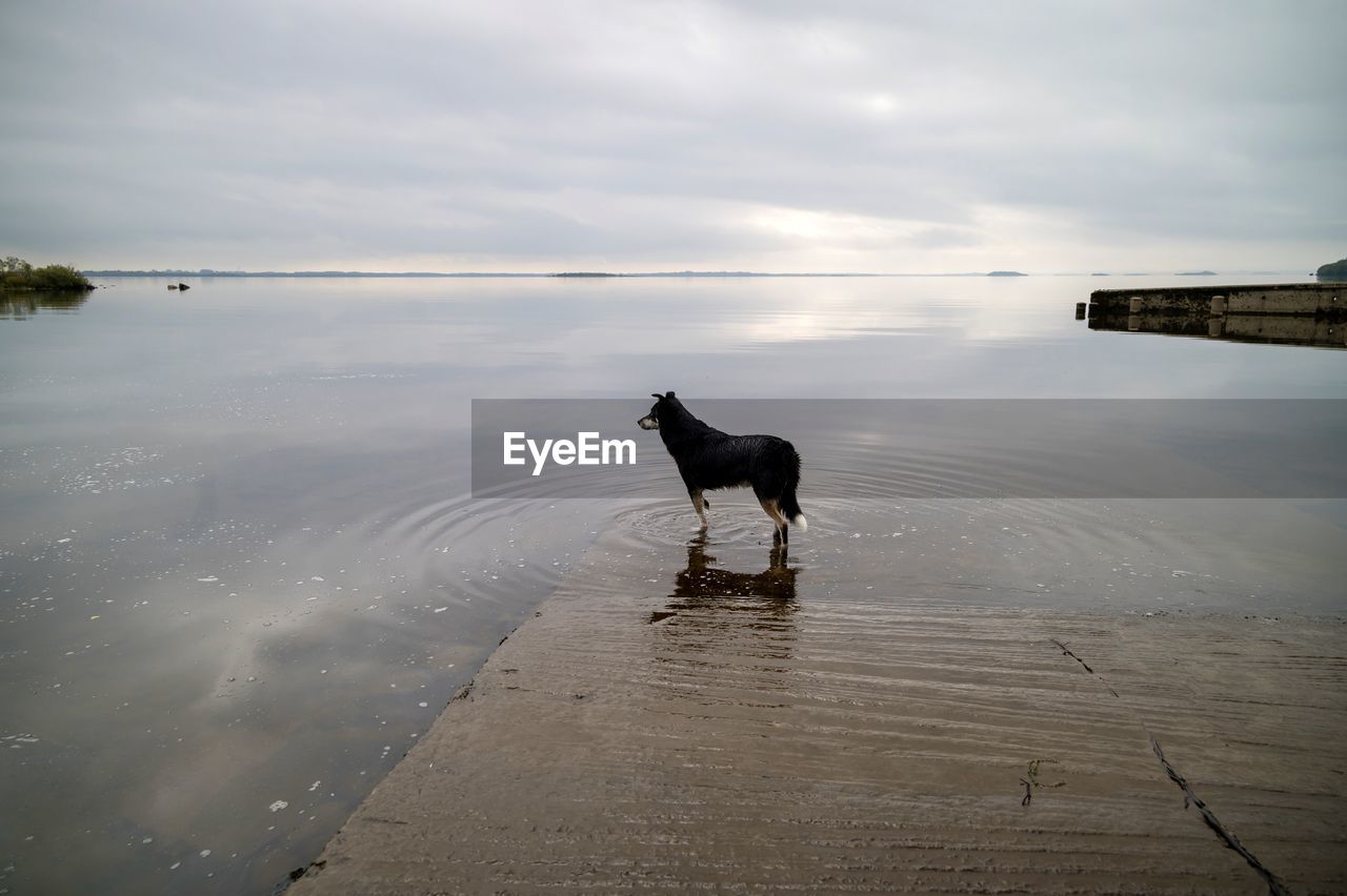 Dog standing in very still reflective lake water