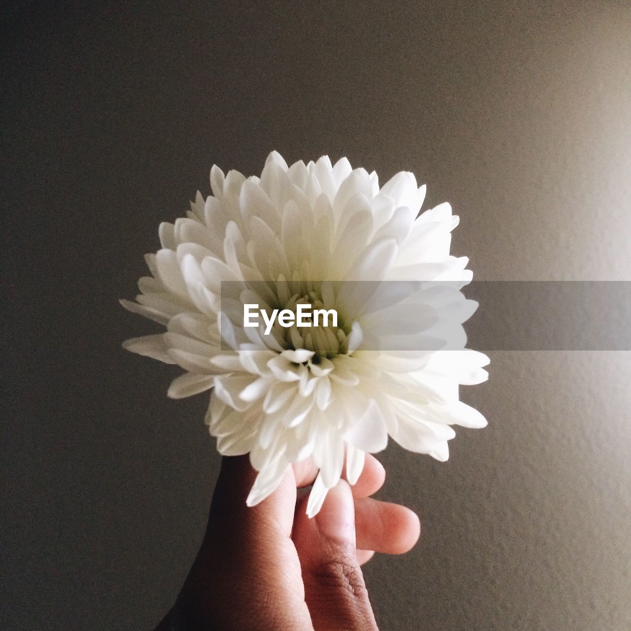 Cropped image of hand holding white flower against wall