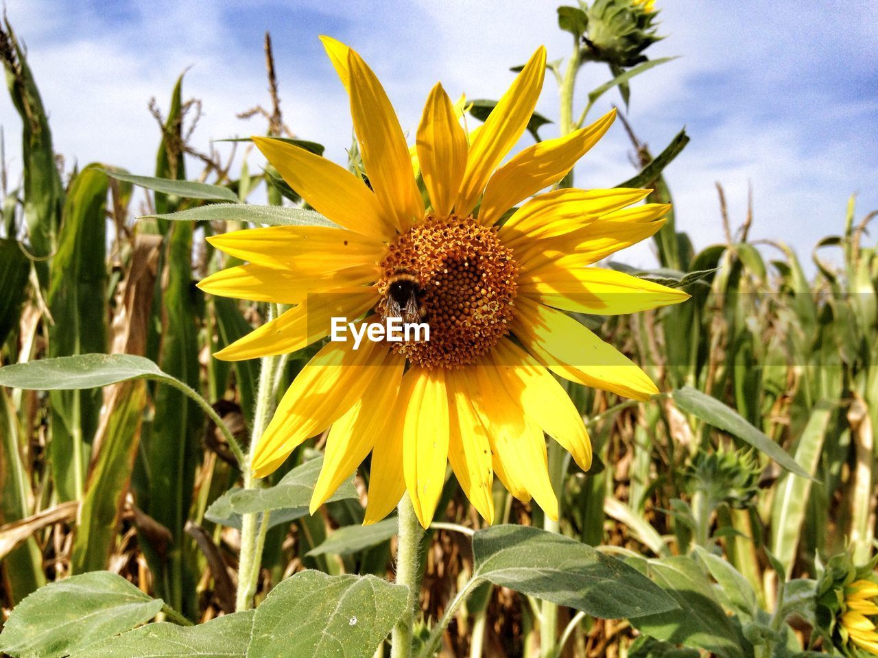 Insect pollinating sunflower on field