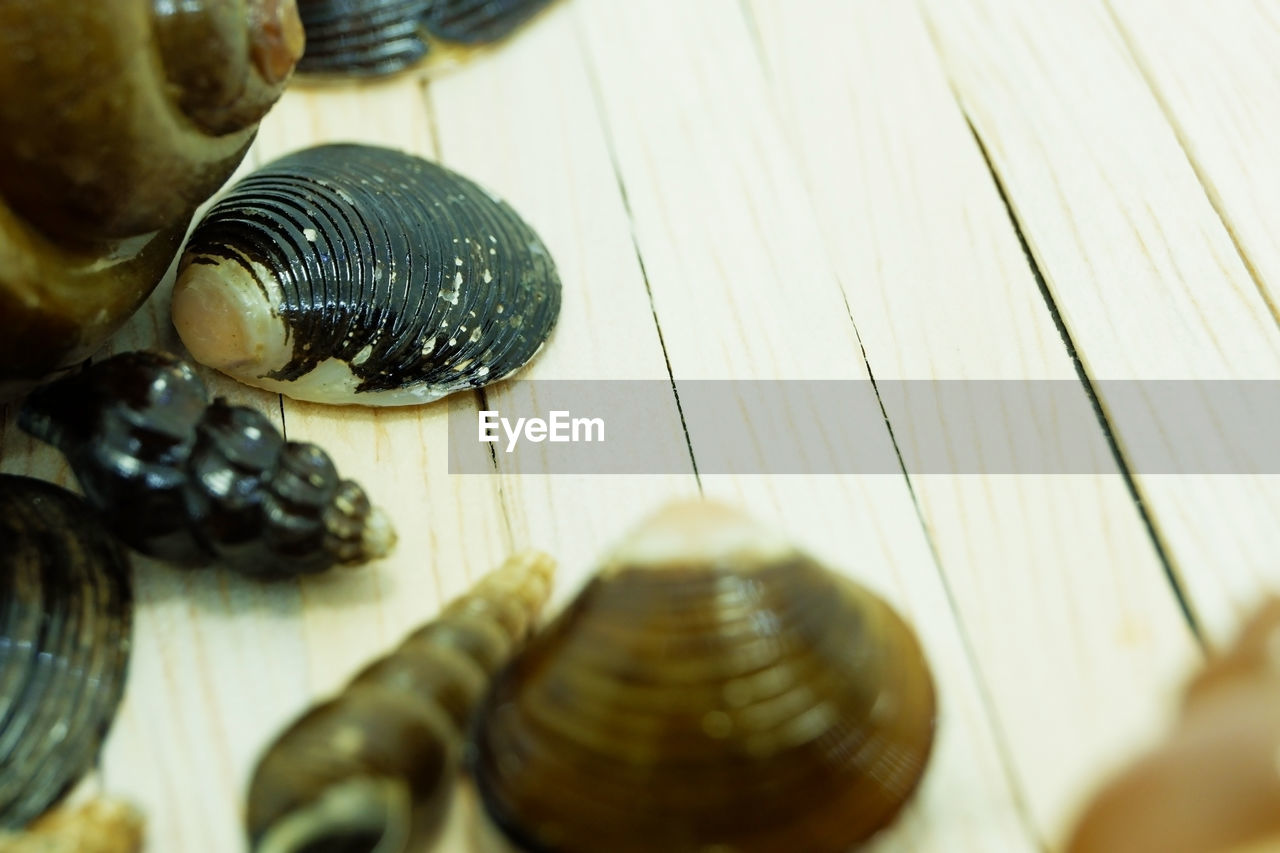 HIGH ANGLE VIEW OF SHELL ON WOOD