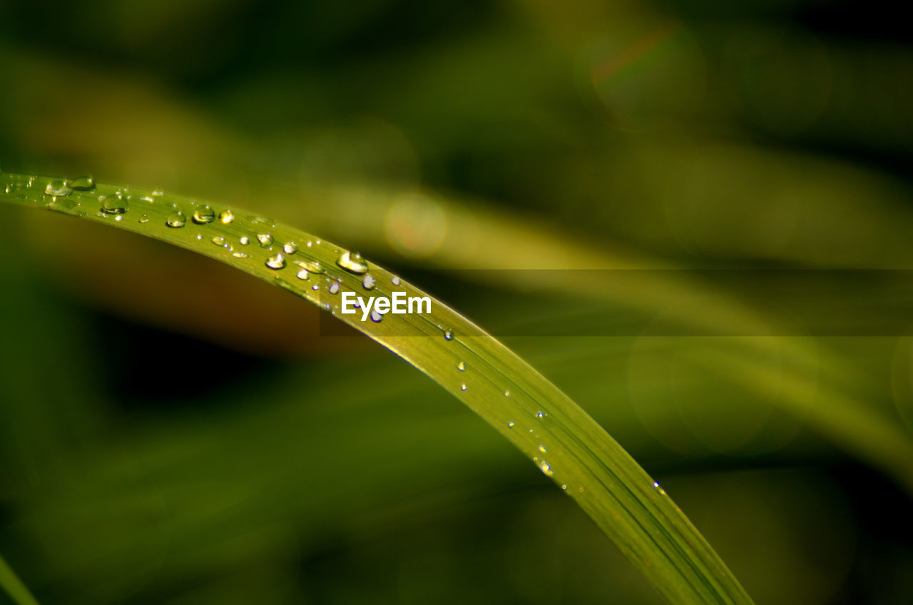 Close-up of raindrops on grass blade 
