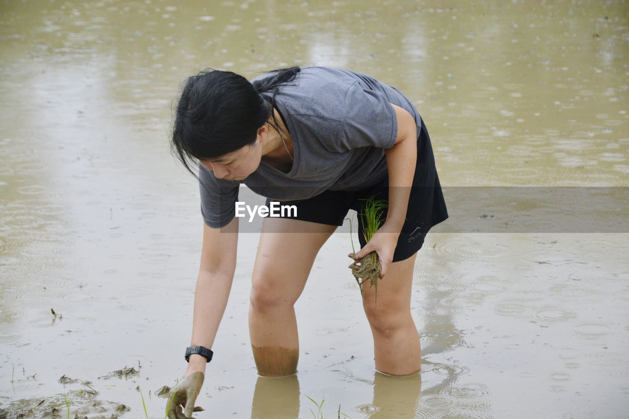 Woman planting rice paddy on muddy farm