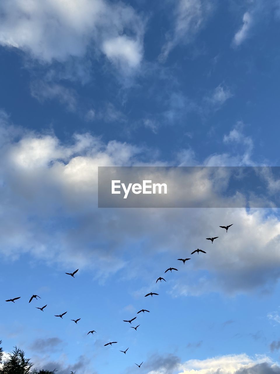 LOW ANGLE VIEW OF SILHOUETTE BIRDS FLYING IN SKY