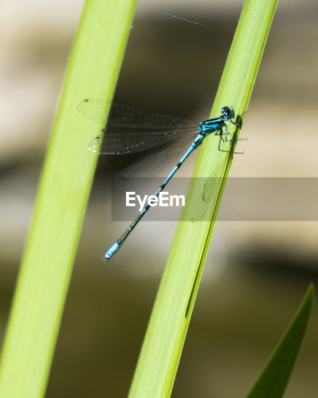 INSECT ON GRASS