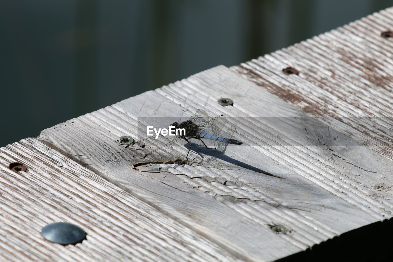 Close-up of insect on wood