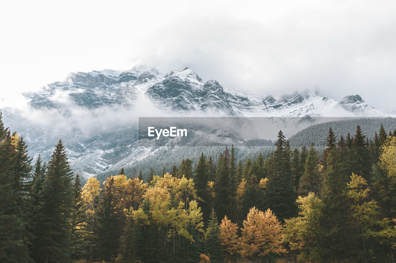 Scenic view of trees and snowcapped mountains against sky