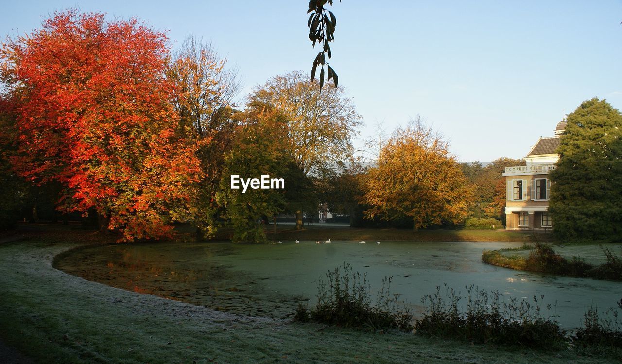 SCENIC VIEW OF TREES AGAINST CLEAR SKY