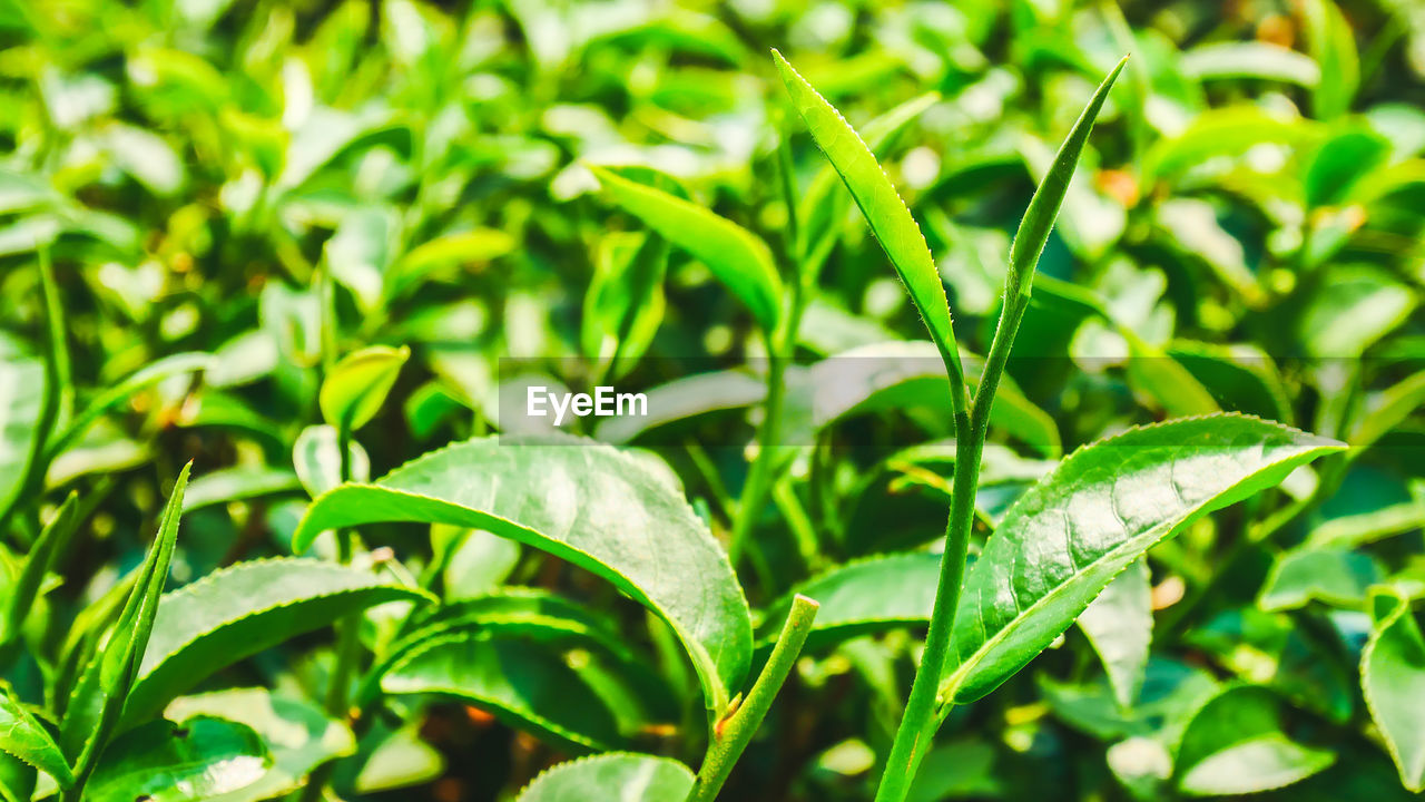 Close-up of leaves outdoors