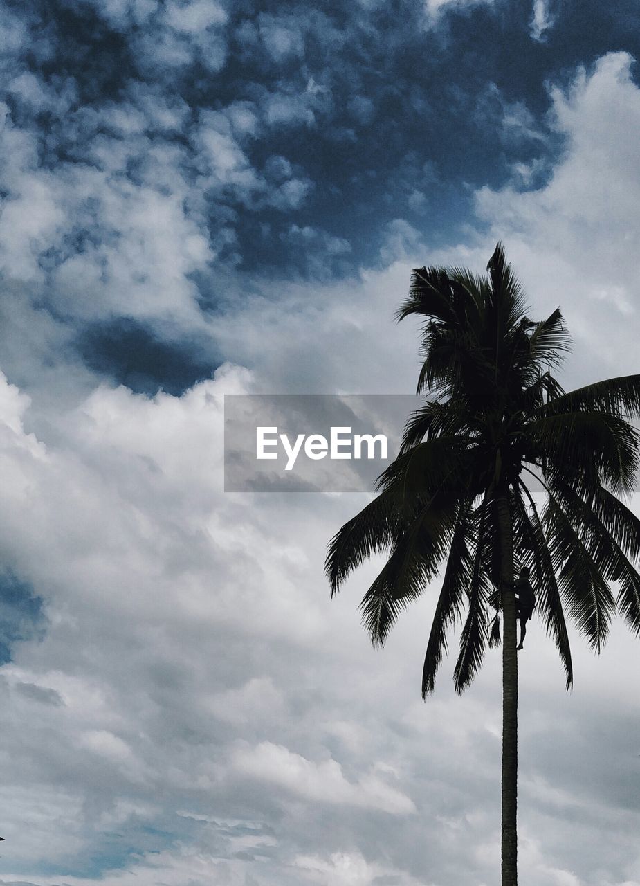 Low angle view of palm tree against cloudy sky