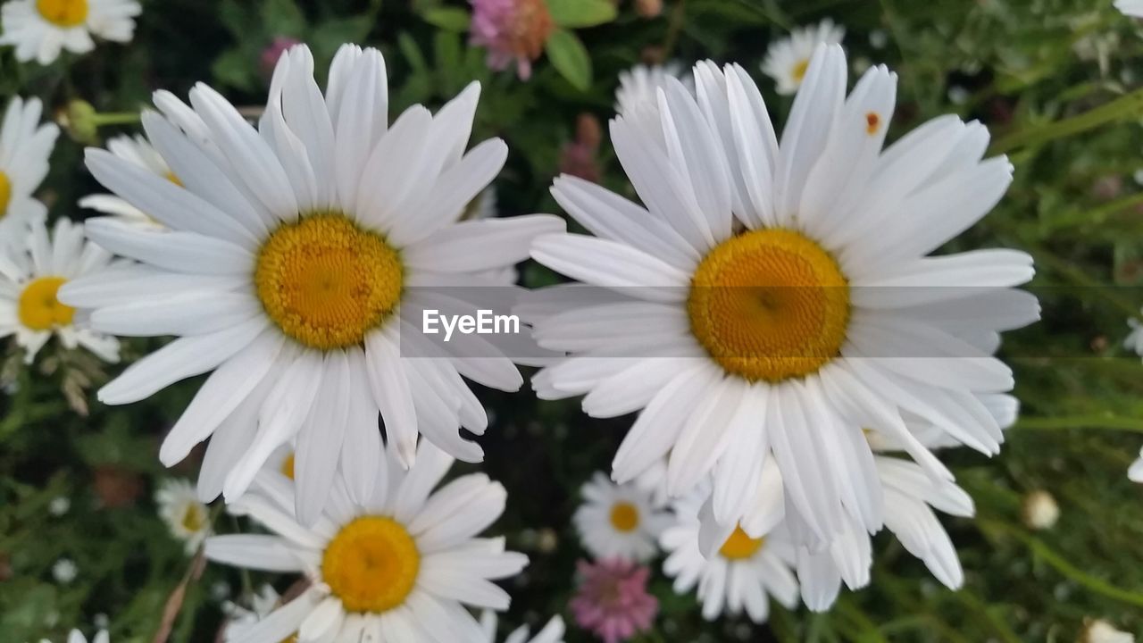 CLOSE-UP OF WHITE DAISY FLOWERS