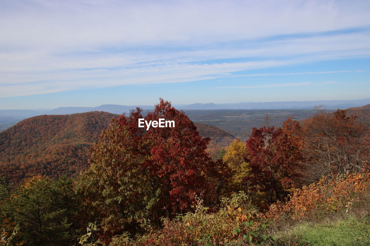 Trees growing on mountain  against sky fall foliage blue ridge mountain parkway