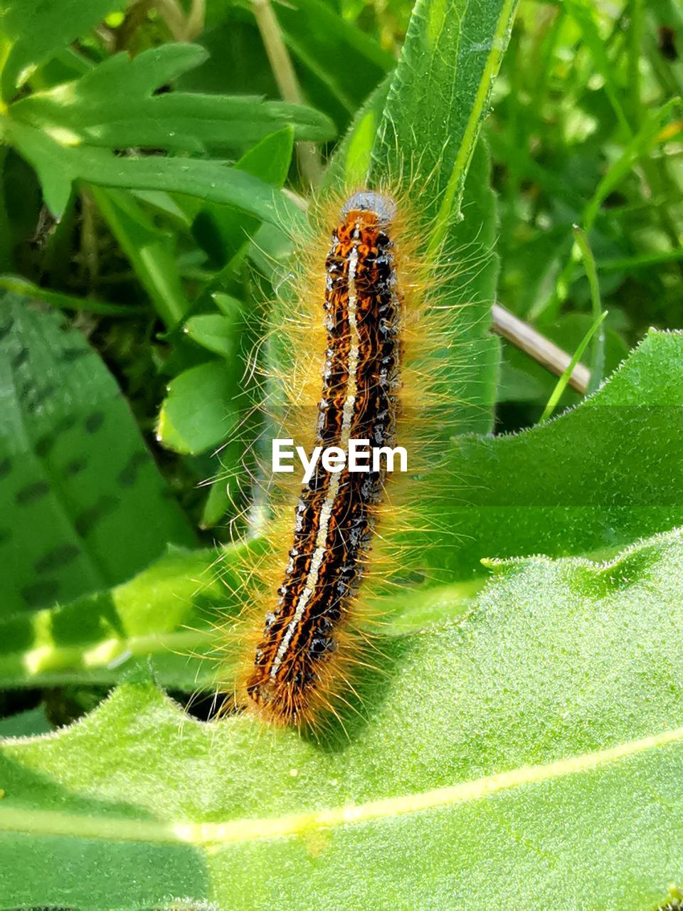 INSECT ON LEAF