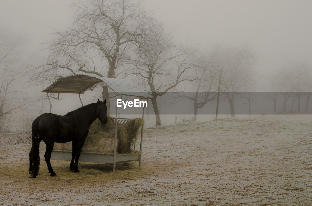 Horse feeding on straw during foggy weather