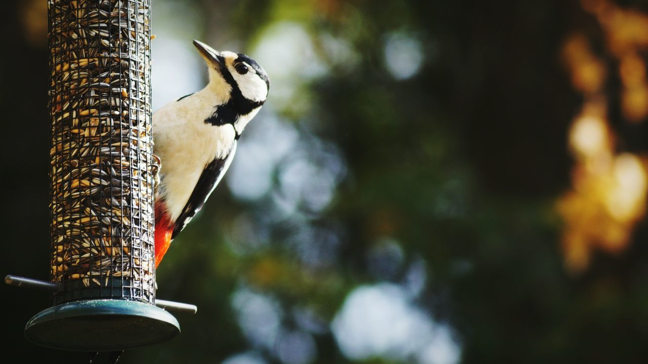 Woodpecker on bird feeder