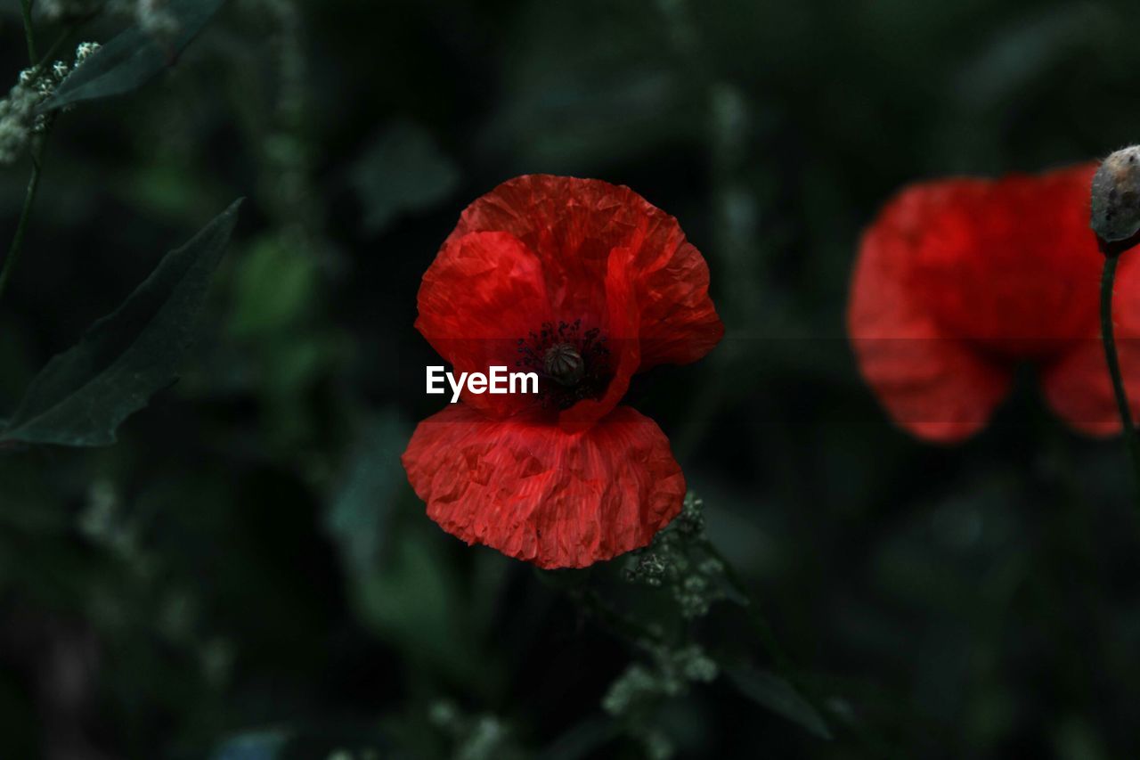 CLOSE-UP OF POPPY HIBISCUS BLOOMING OUTDOORS