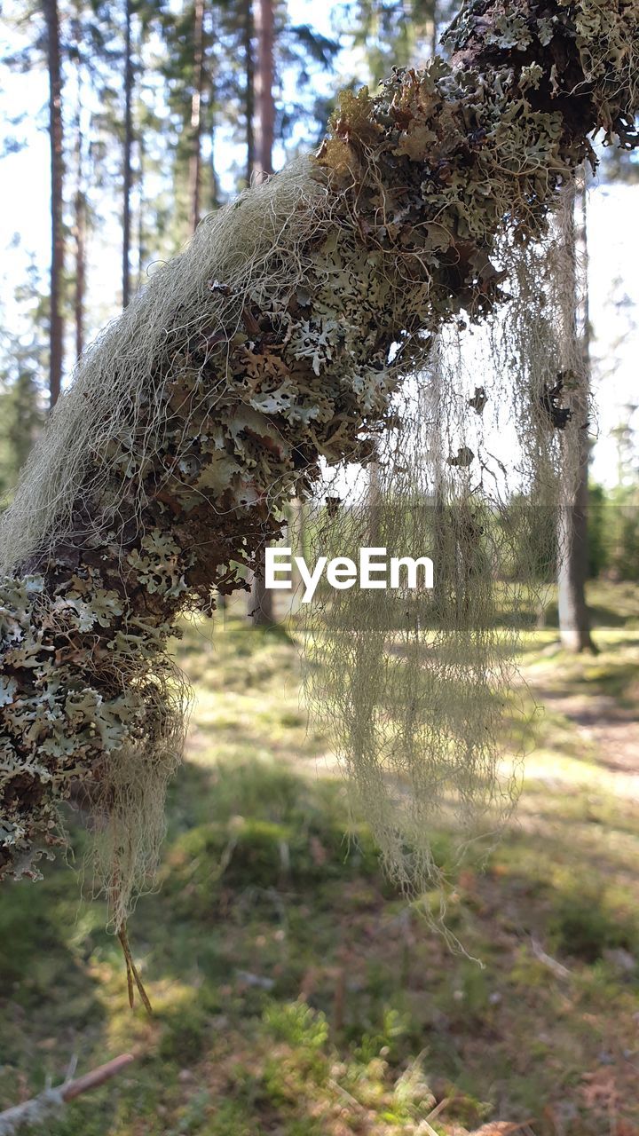 CLOSE-UP OF LICHEN GROWING ON TREE TRUNK