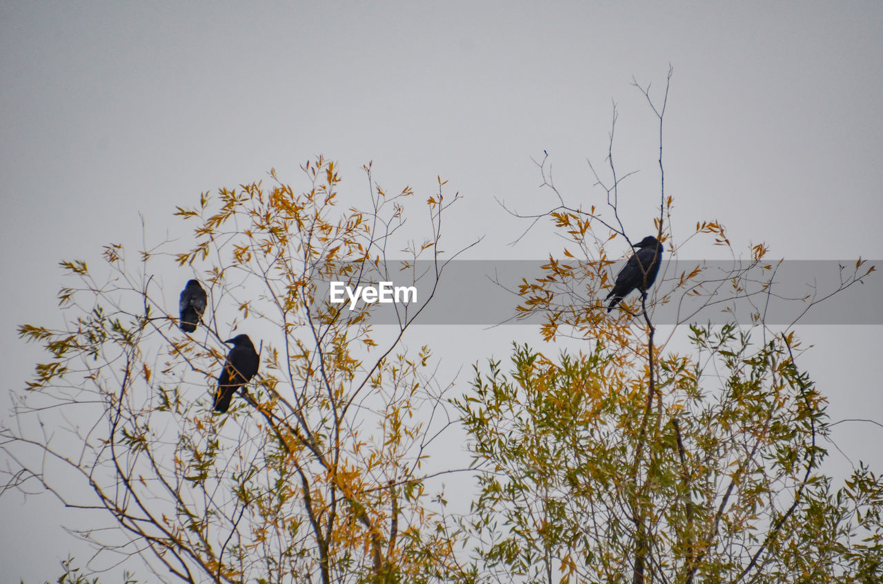 LOW ANGLE VIEW OF BIRDS PERCHING ON PLANT