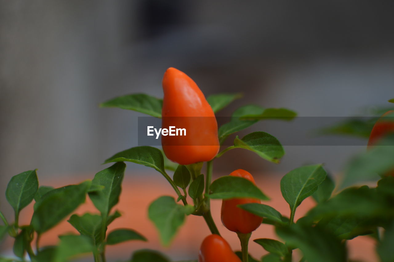 Close-up of red chili peppers growing outdoors