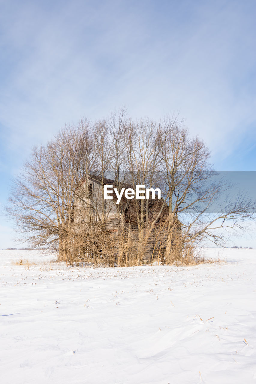 Bare tree on snowy field against sky