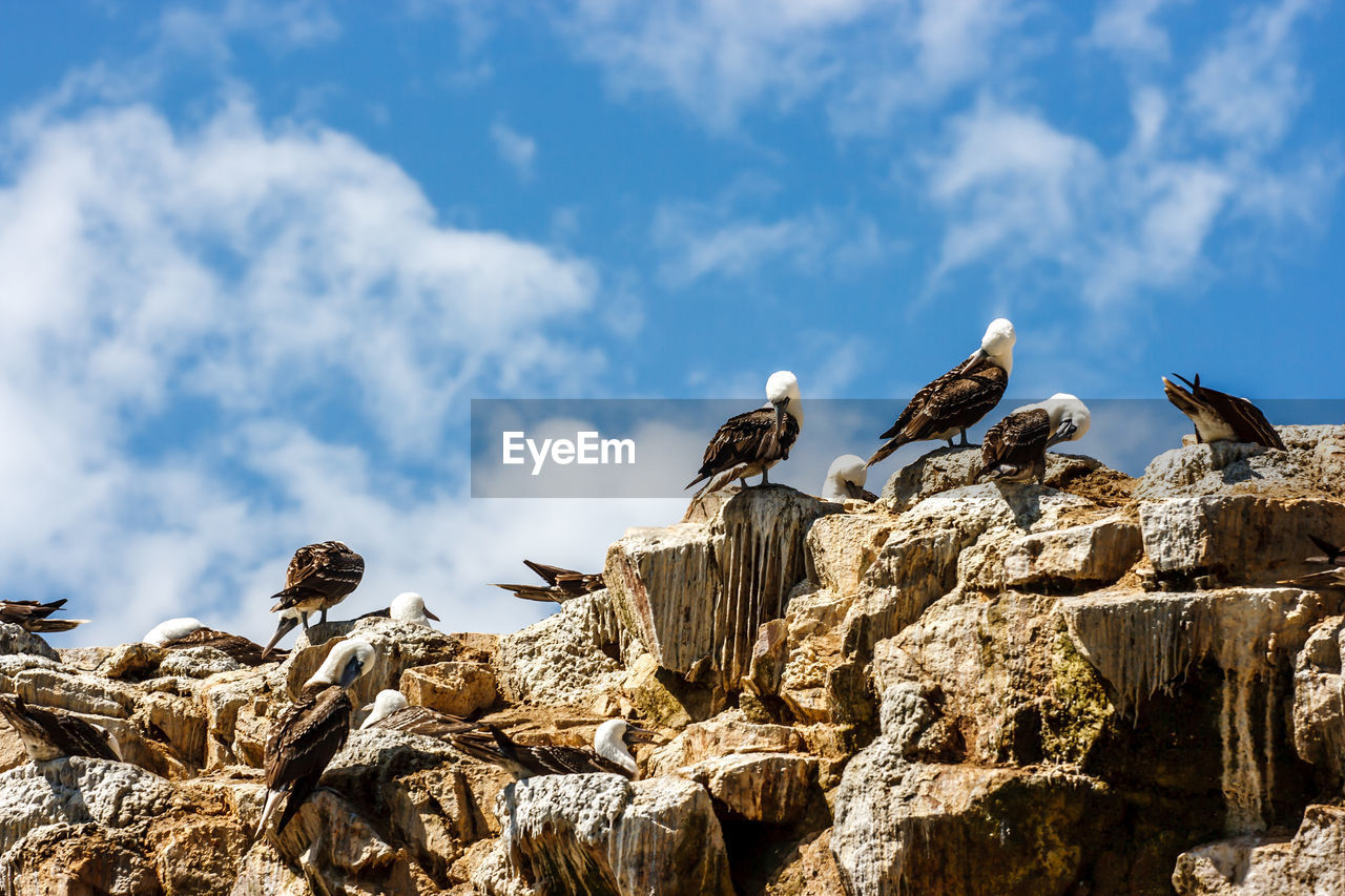 Low angle view of birds perching on rock against blue sky
