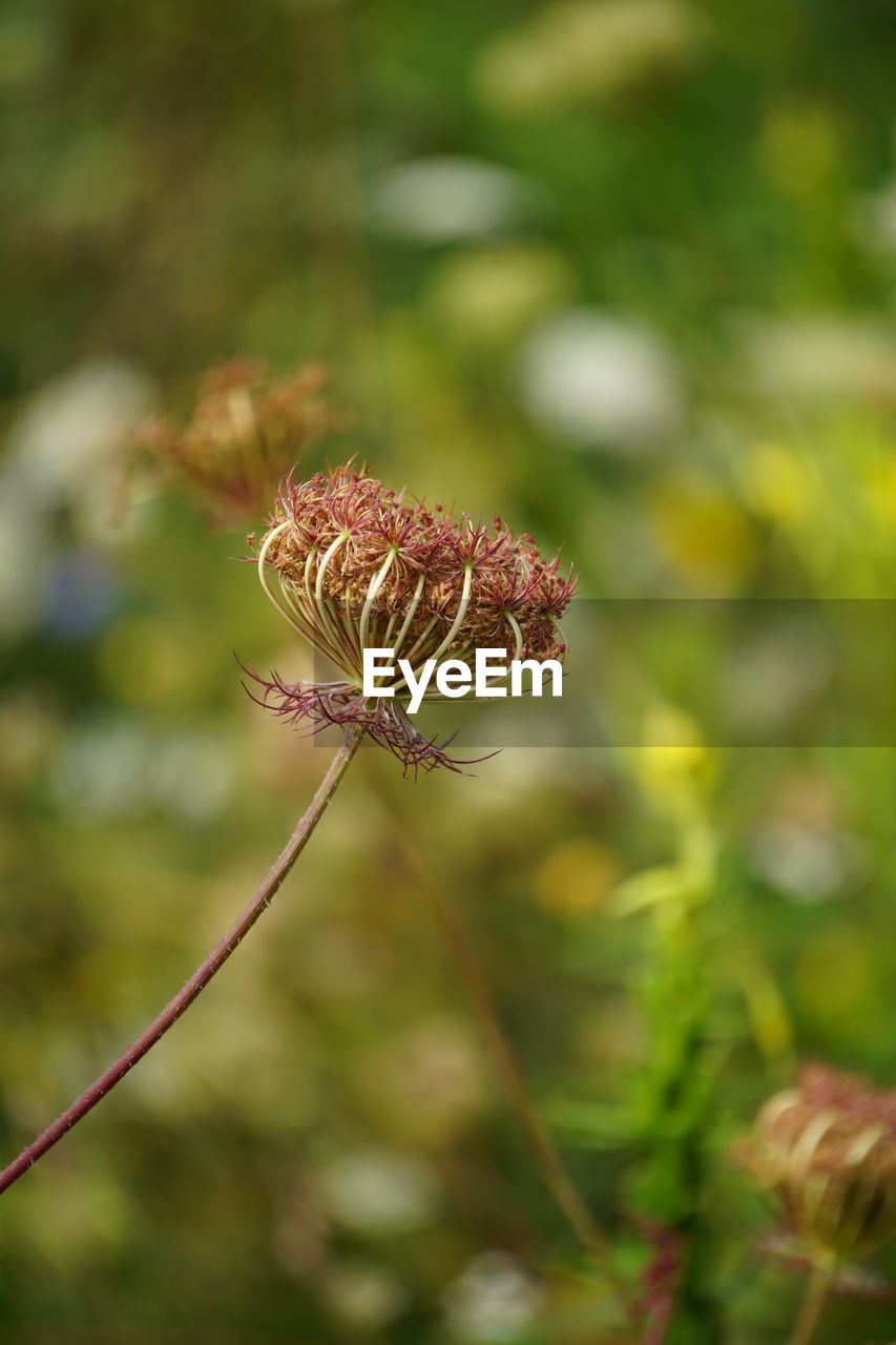 plant, flower, nature, close-up, animal, animal themes, leaf, animal wildlife, beauty in nature, insect, focus on foreground, macro photography, no people, fragility, outdoors, branch, one animal, day, wildlife, selective focus, tree, animal wing, flowering plant, environment, freshness, butterfly, macro, animal body part