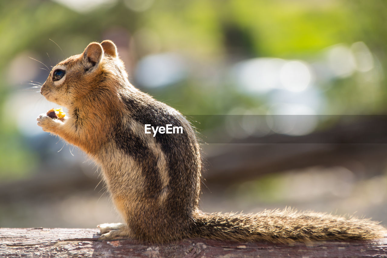 Close-up of chipmunk on wood during sunny day