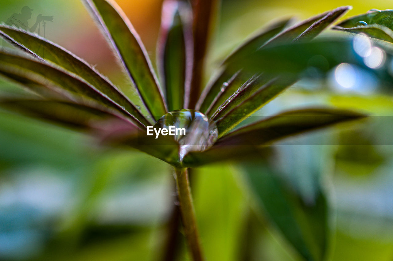 CLOSE-UP OF PLANT