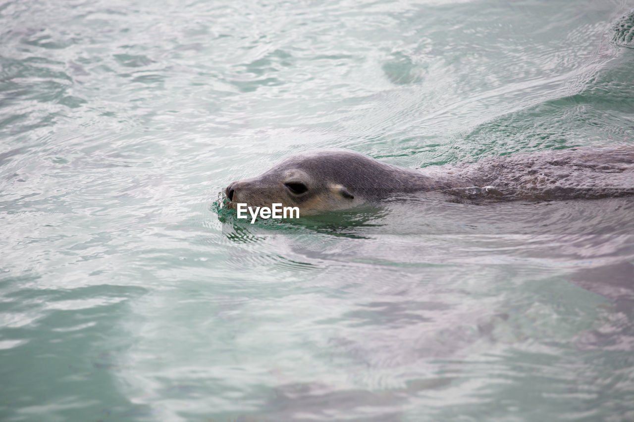 High angle view of sea lion in swimming pool