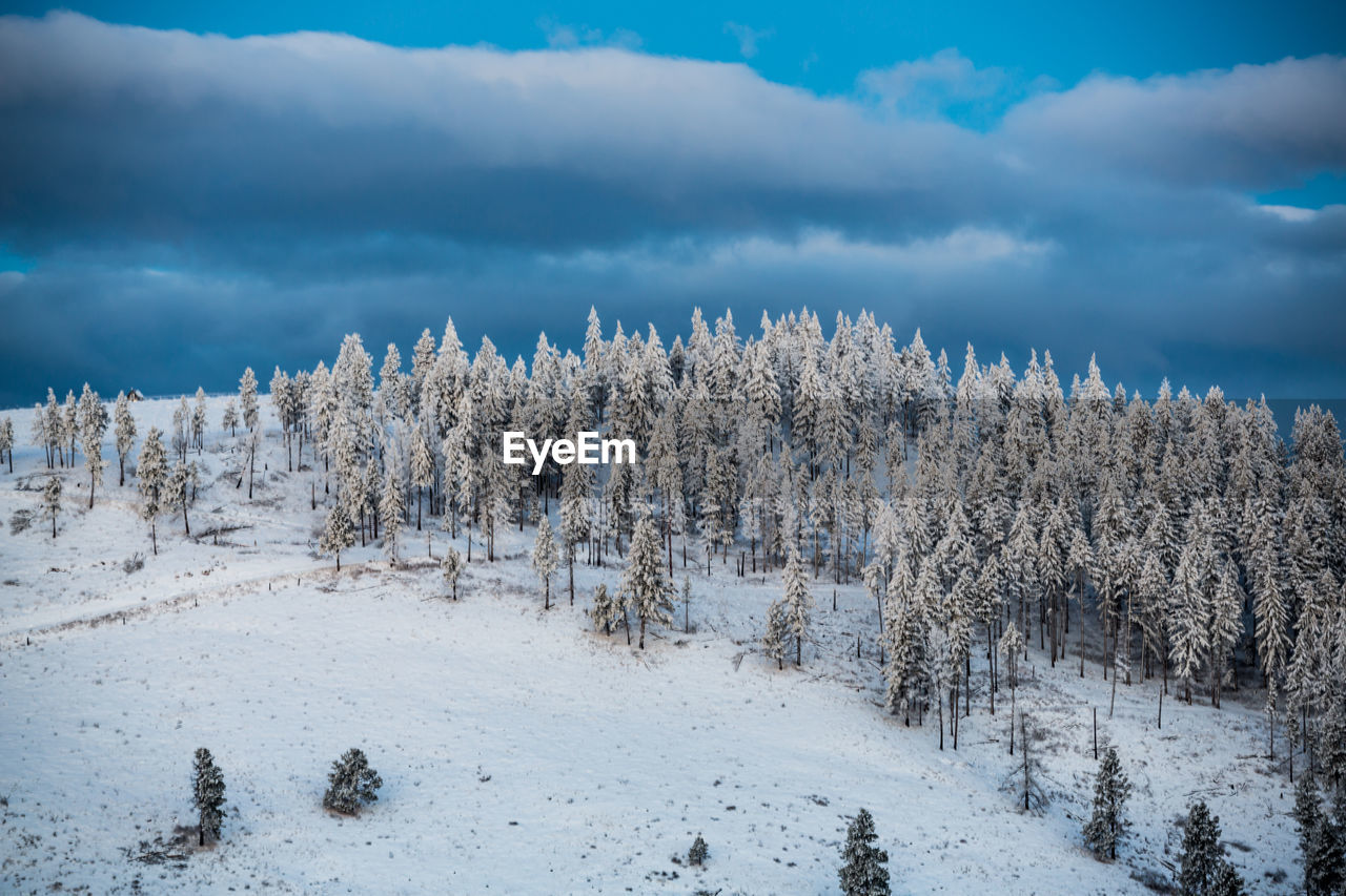 Trees on snow covered land against sky